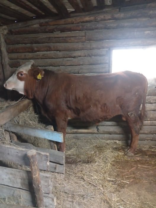 Продам быков симентал