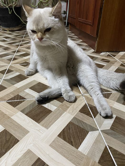 ВЯЗКА ga beriladi BRT/ STR