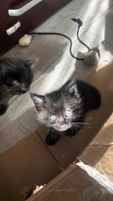 Отдаем котят в добрые руки. Мальчики, 1,5 месяцев.