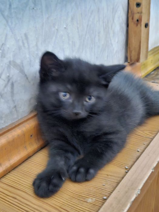 Котята  от Британской вислоухой
