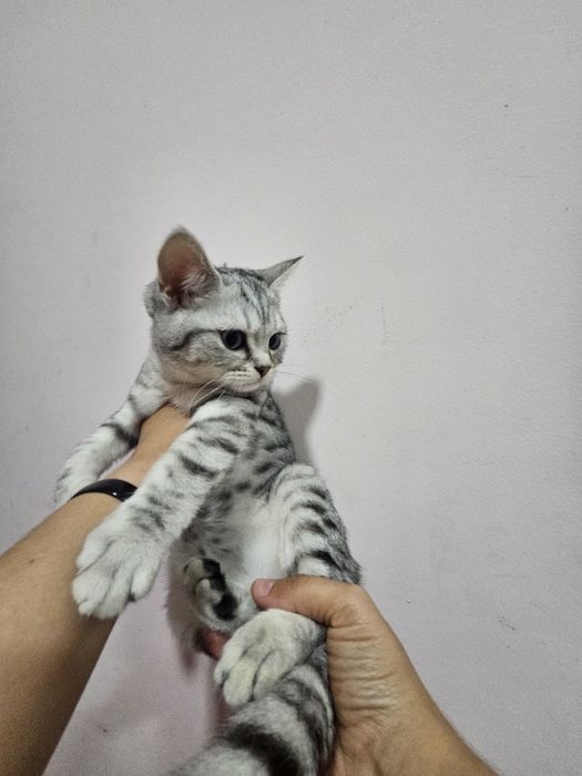 Шиншилла страйты продаются