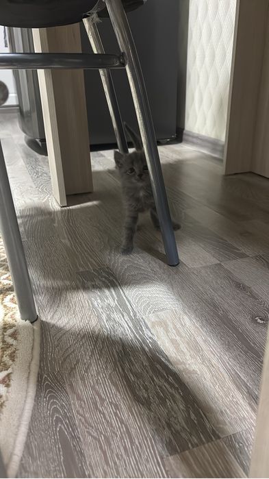 Кошка девочка 1 месяц