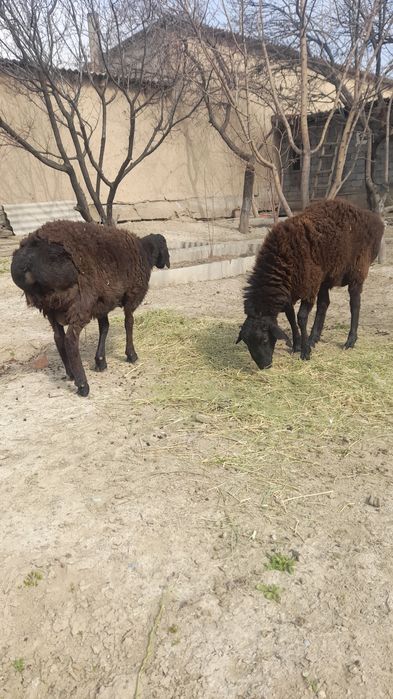 Қошқар екі бас сат