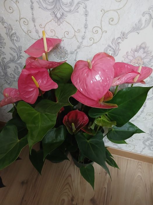 Комнатные растения