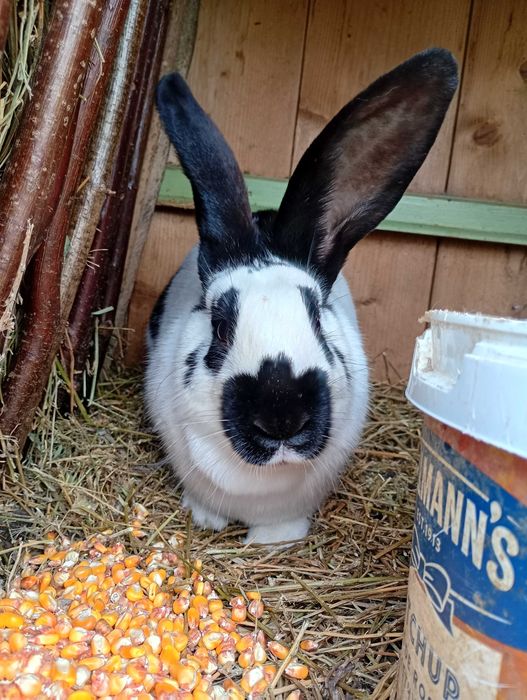 Vând iepuroaica tanara