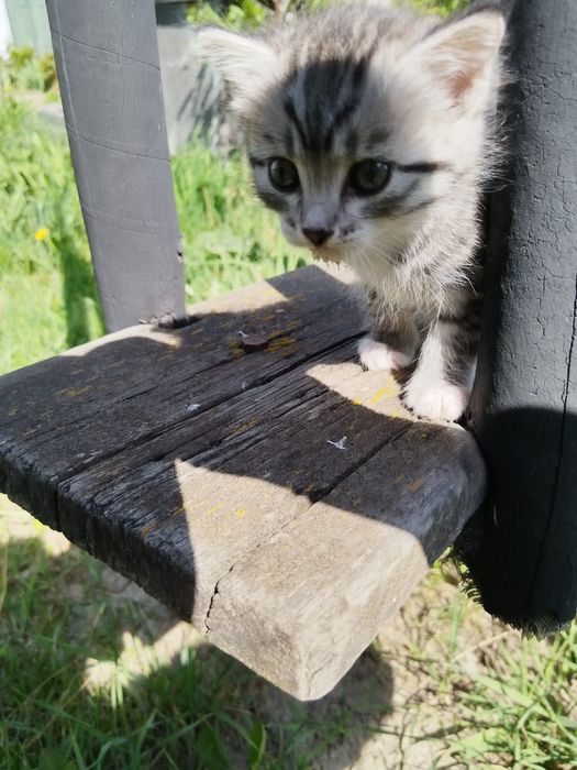 Отдам котёнка бесплатно