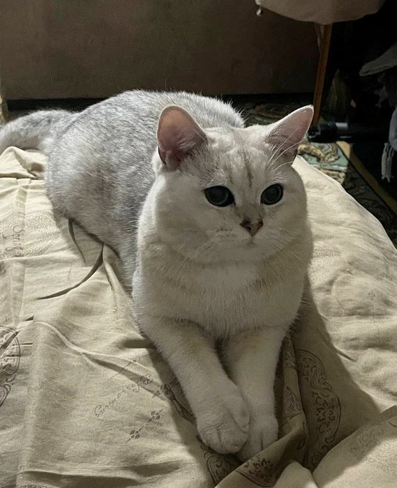 ВЯЗКА Британская серебристая шиншилла