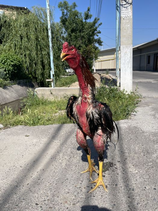 Xoroz sotiladi toshkenda