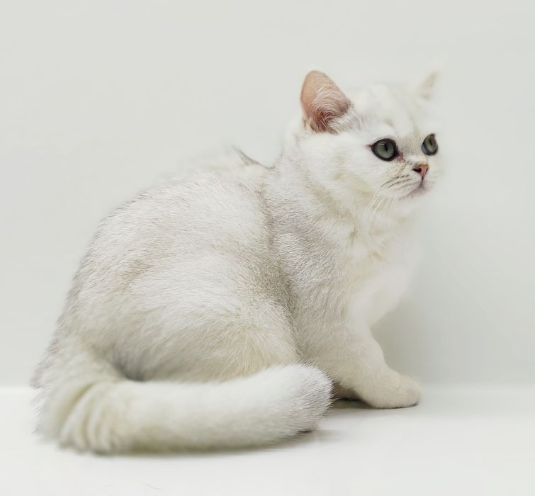 Котики  британские шиншиллы