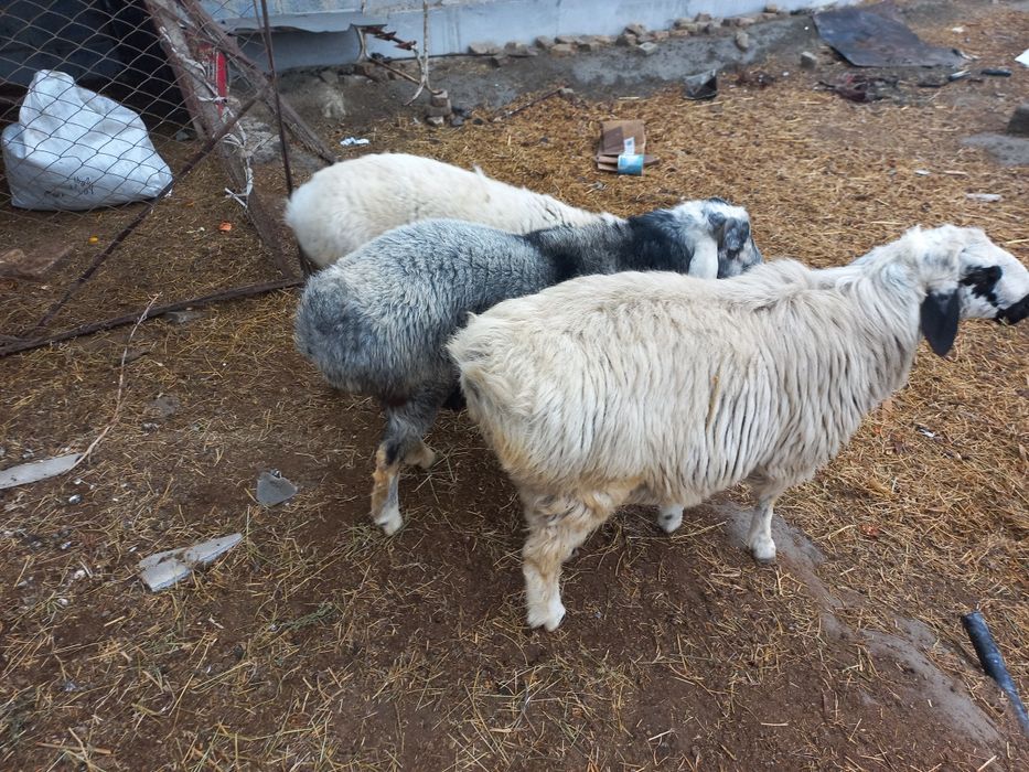 Кучкорлар сотилади