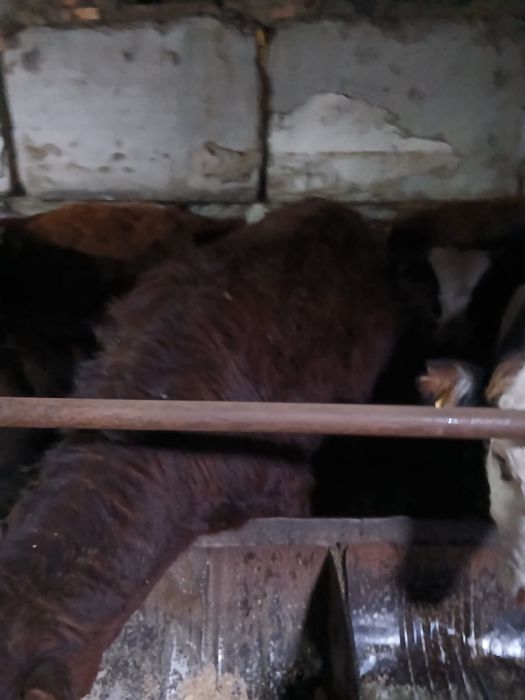 Продается бычки