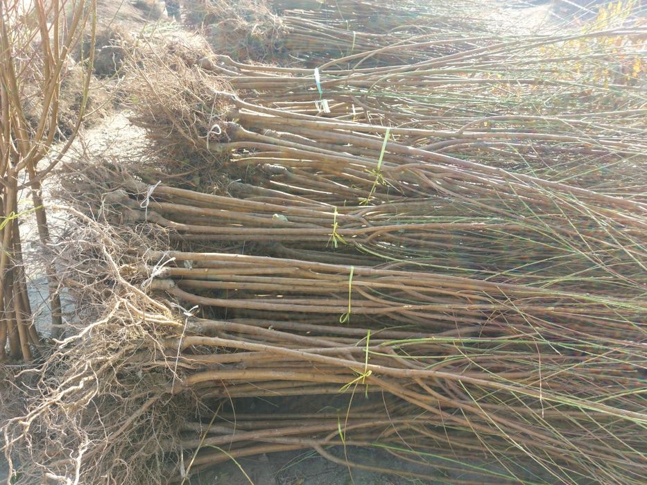 Мевали кучатлар бор. Олма нок урик гилос сотилади