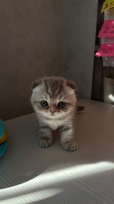 Продаётся котенок,мальчик.