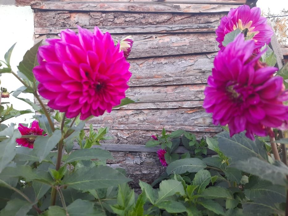 Продам семена цветов