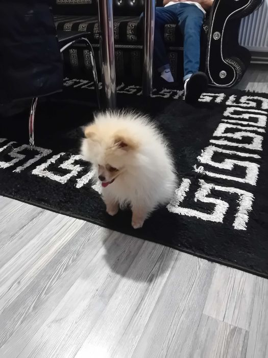 Продава се мини померан