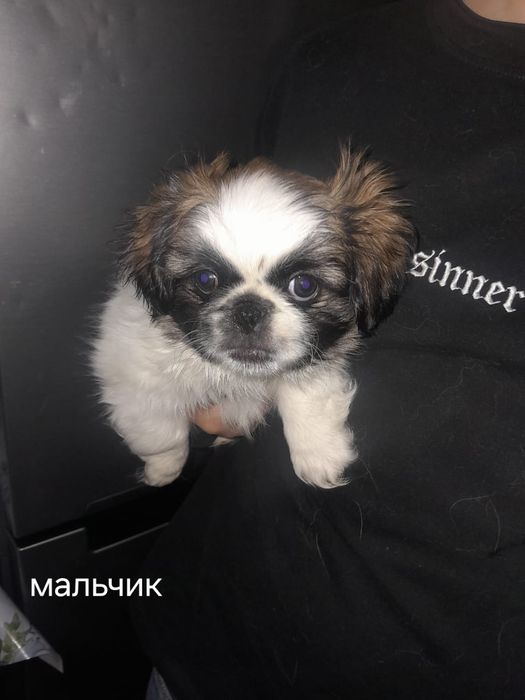 Продаются щенки породы Пикенес