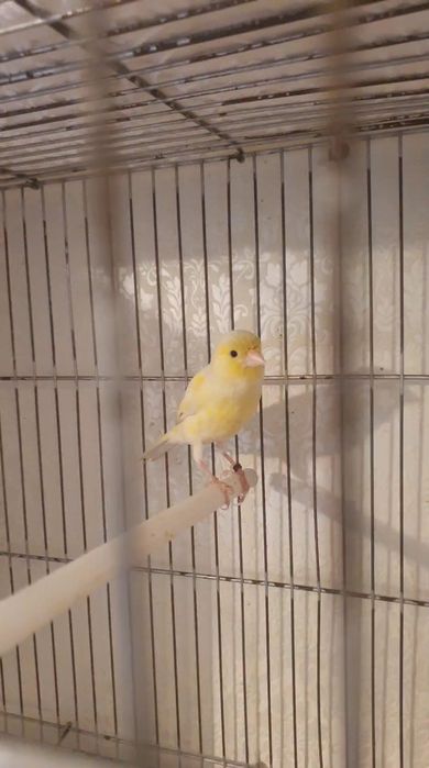 Канарека самка..