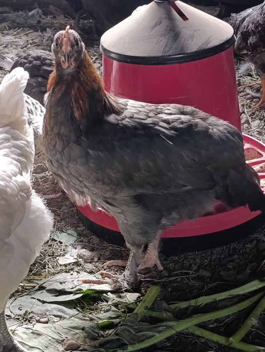 Vând pui de rasă Ameraucana
