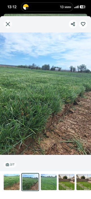 Газон дайын жерге койылатын