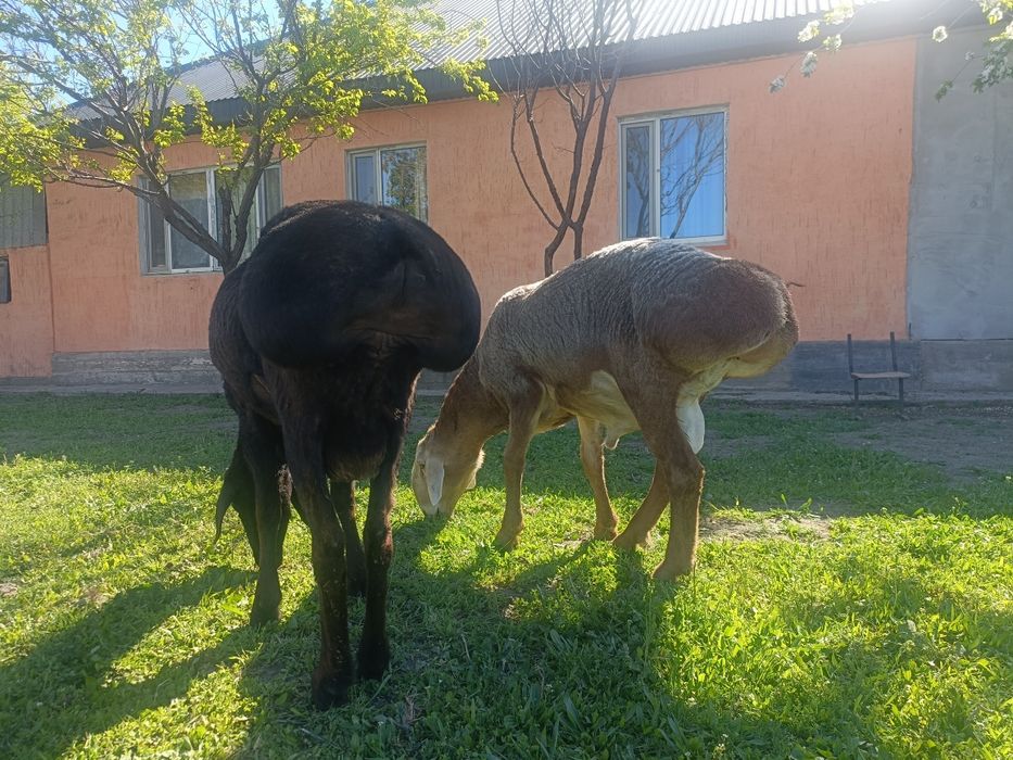 қошқар сатылады, линиясы бар