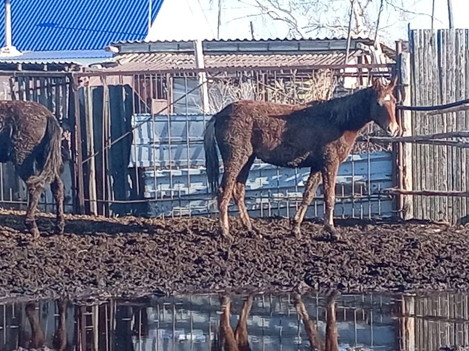 Продам лошадей рядом с городом.