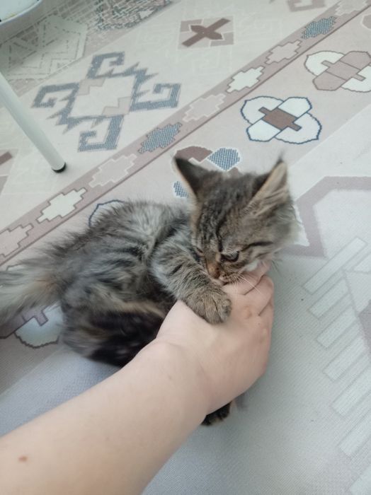 Отдам котёнка игривого