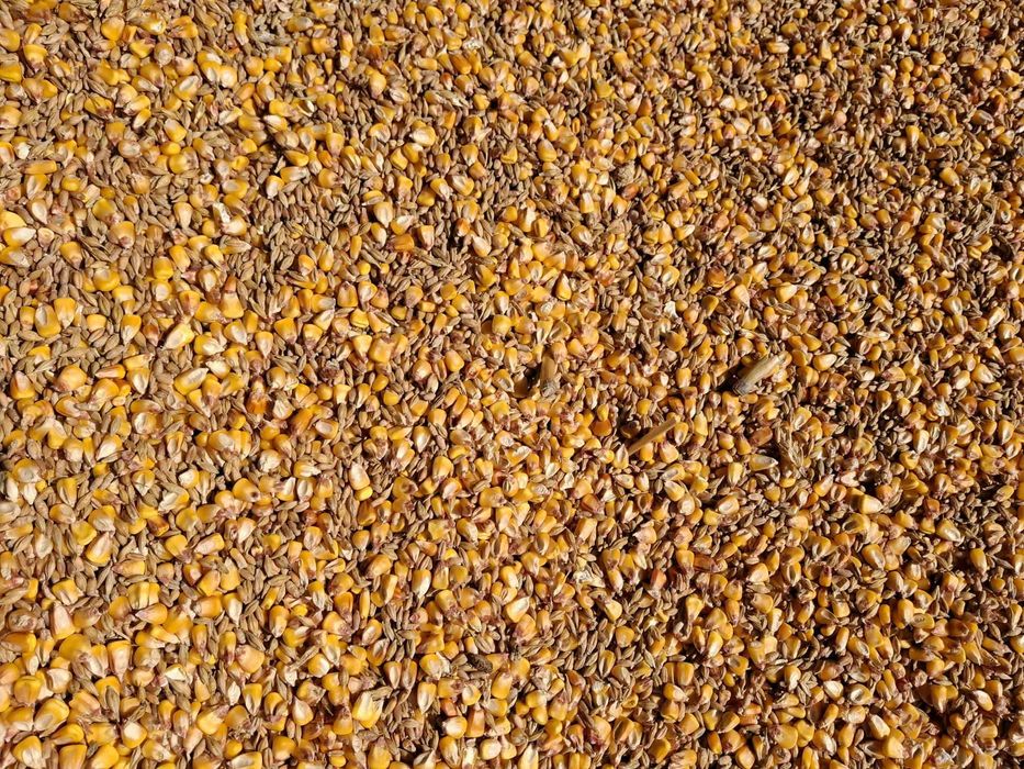 creale amestec  ,orz  triticale