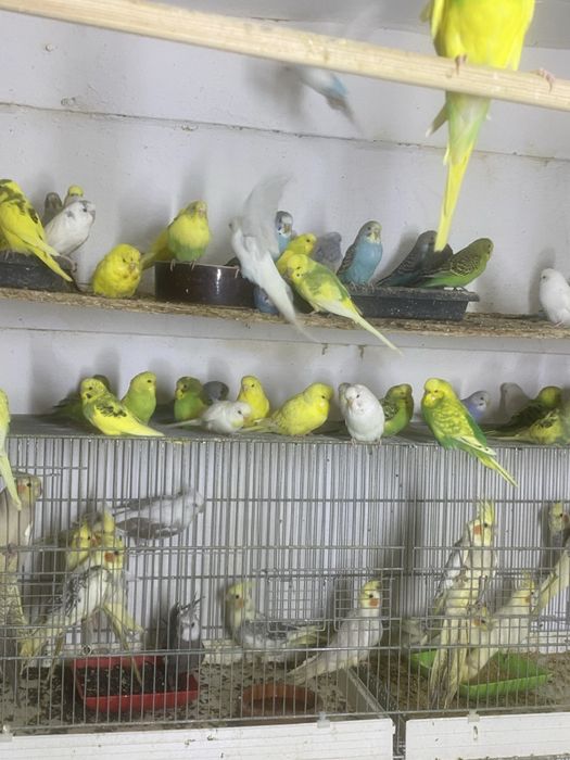 Perusi pui-productie proprie