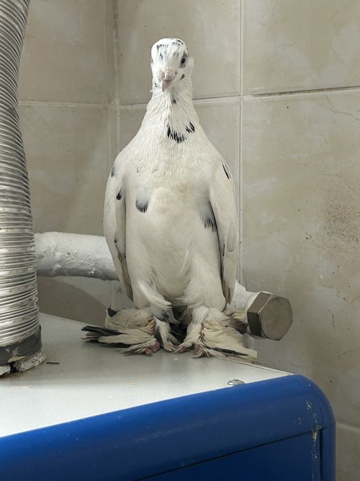 Кеп сатамын бағасы 5000 тенге