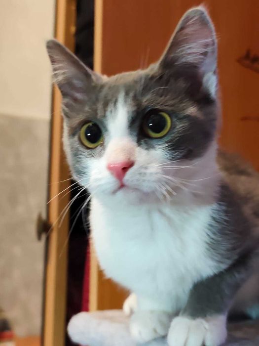 Котёнок девочка возраст 4 месяца ищет дом