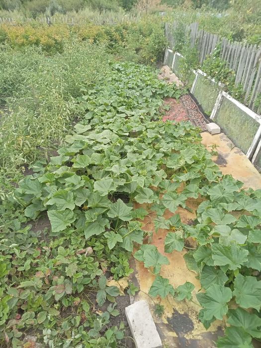 Дача 5 соток с домом, общество Ромашка