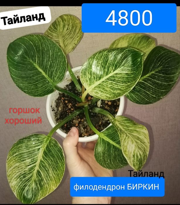 Филодендрон 8500тенге