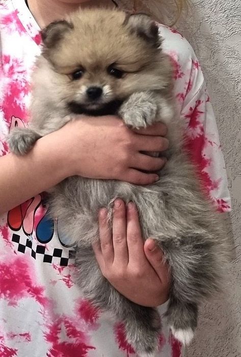 Щенки померанского шпица