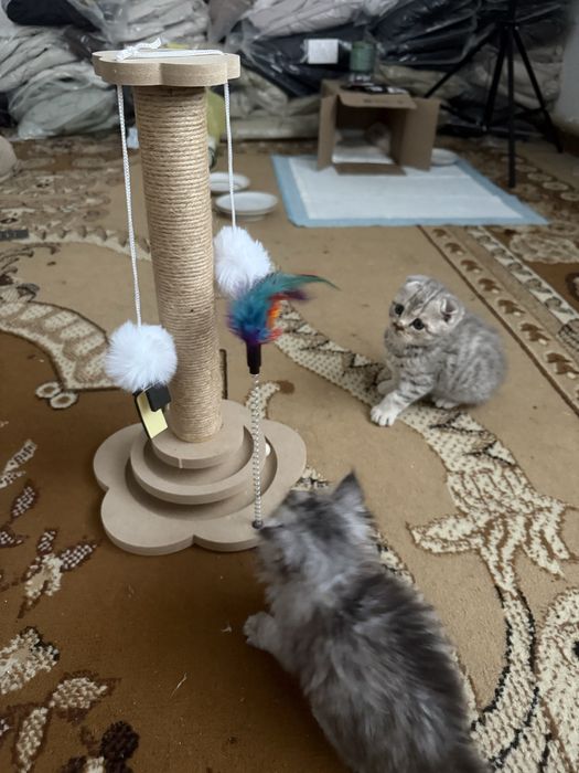 Шотландские котята