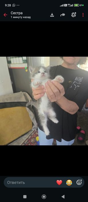 Отдам котят в хорошие руки