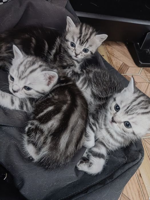 Котята британская мраморная