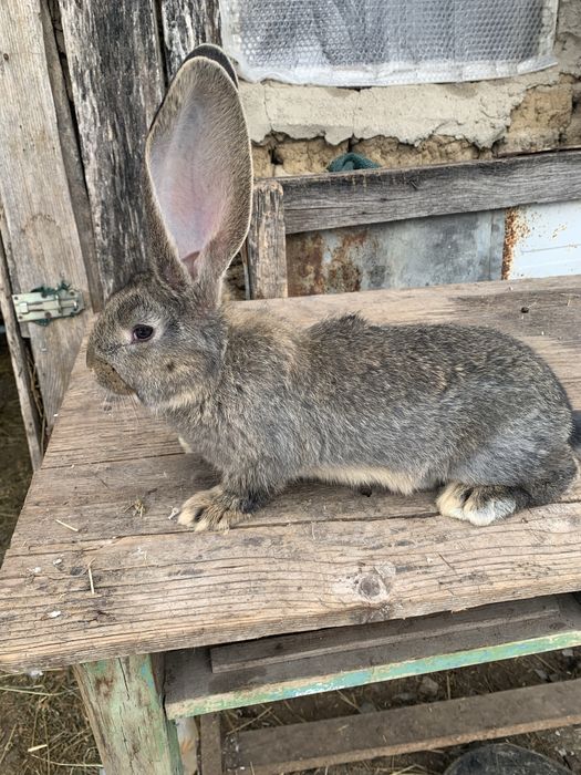 Urias german gri,gri fier si negru
