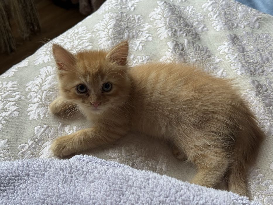 Котята, 1,7 мес., лоток знают, игривые, активный, красивые, пушистые