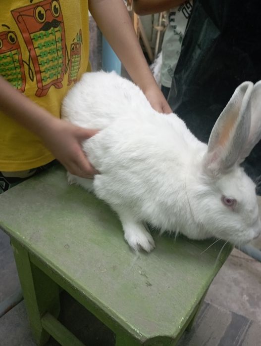 атличнаяа заец парода