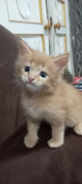 Котята Мей Куна!