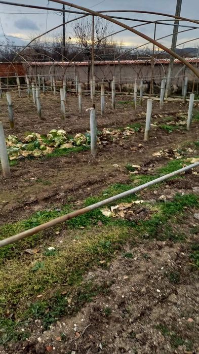 Три броя оранжерии