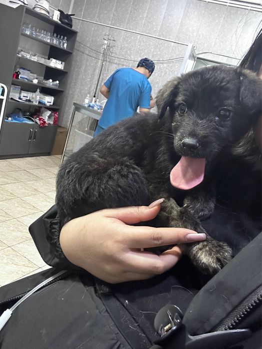 Пристраиваются щенки