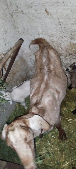 Vînd capra cu doua iedute