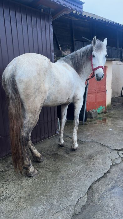 Iapă de 7 anii de vanzare