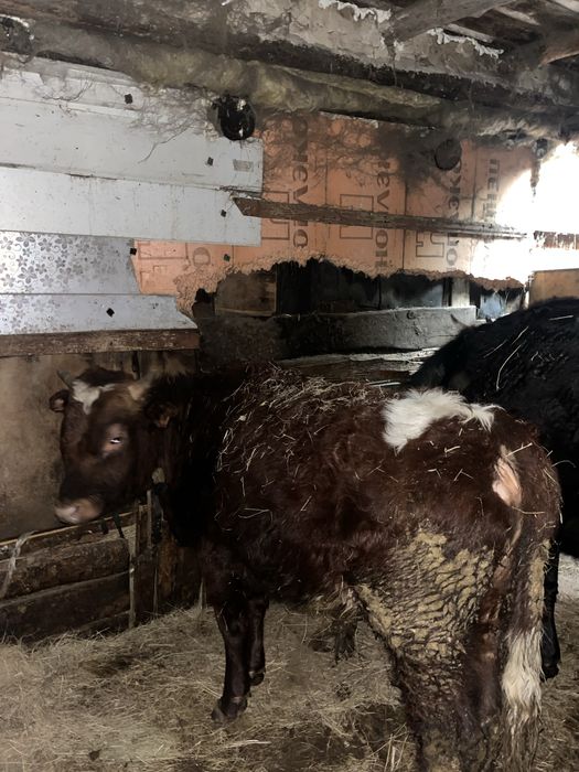 Бұқа  сатылады саудасы бар 2 бас