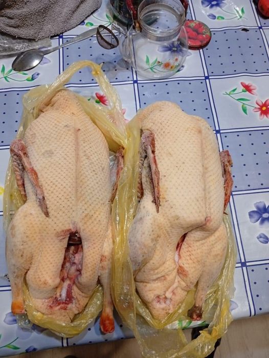 Домашние гуси продам