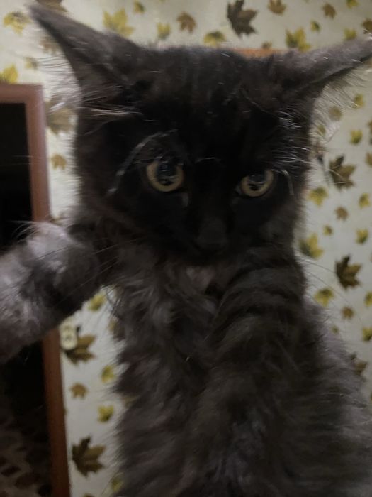 Отдам в хорошие руки котенка