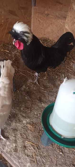 Moțată olandeză,Brahma