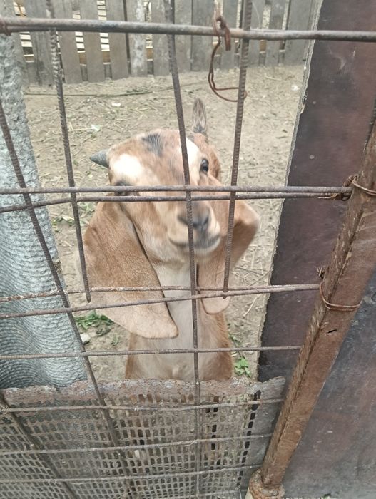 Продам козлят породистых