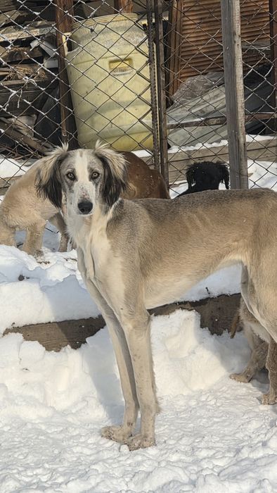 Тазы сатылады/продам тазы